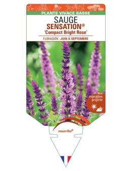 SALVIA nemorosa SENSATION® Compact Bright Rose voir Sauge