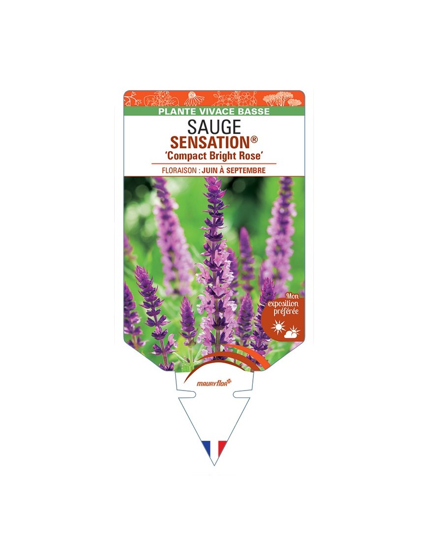 SALVIA nemorosa SENSATION® Compact Bright Rose voir Sauge