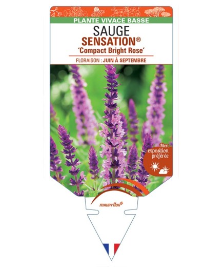 SALVIA nemorosa SENSATION® Compact Bright Rose voir Sauge