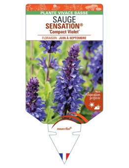 SALVIA nemorosa SENSATION® Compact Violet voir Sauge