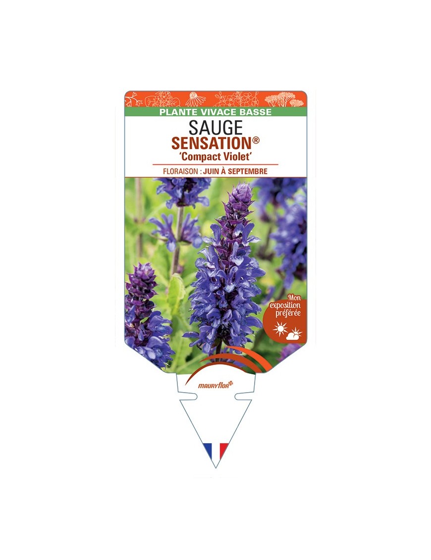 SALVIA nemorosa SENSATION® Compact Violet voir Sauge