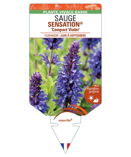 SALVIA nemorosa SENSATION® Compact Violet voir Sauge