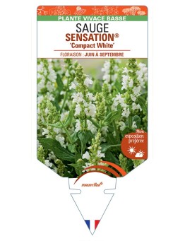 SALVIA nemorosa SENSATION® Compact White voir Sauge
