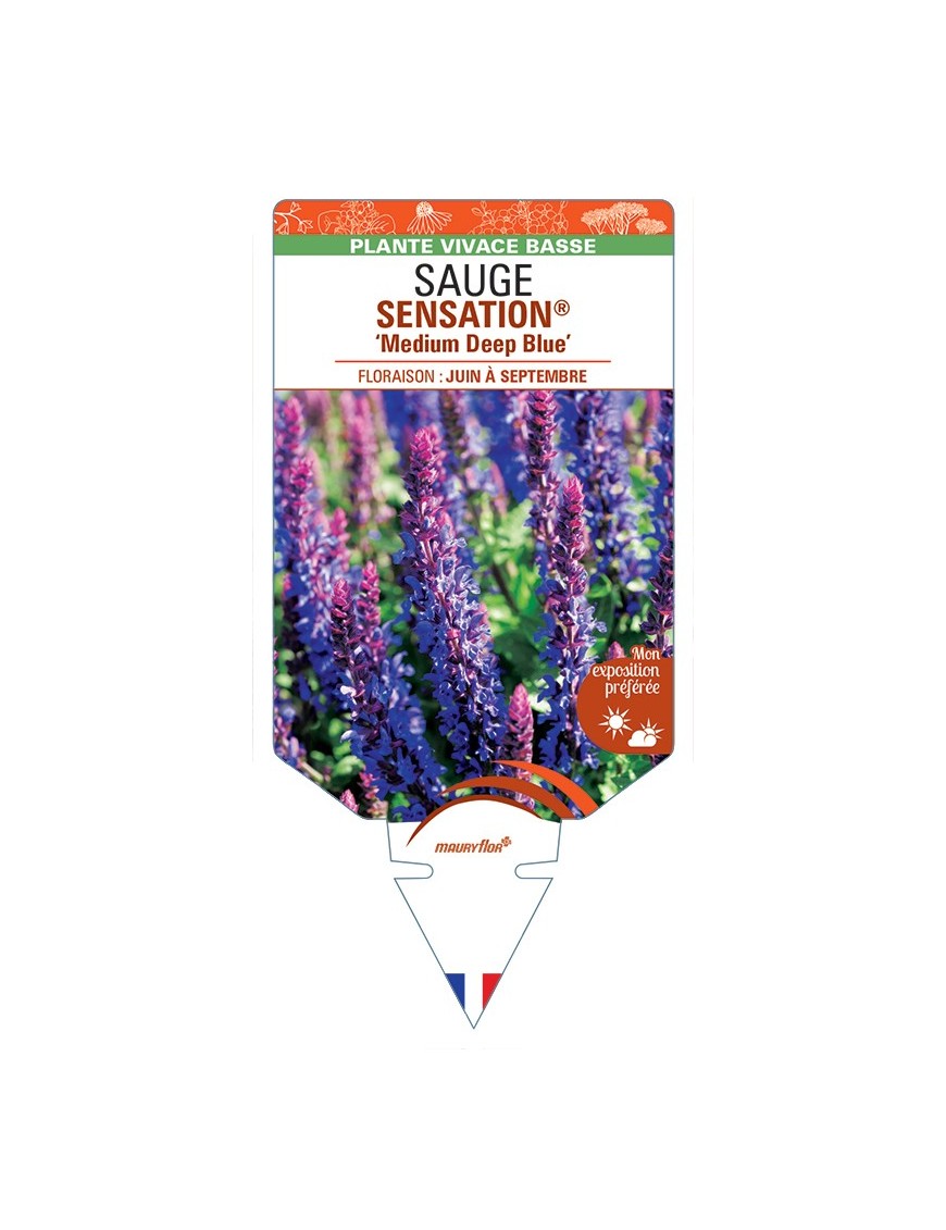 SALVIA nemorosa SENSATION® Medium Deep Blue voir Sauge