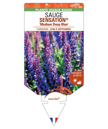 SALVIA nemorosa SENSATION® Medium Deep Blue voir Sauge