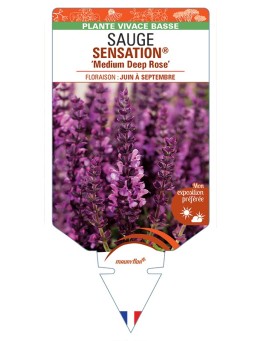 SALVIA nemorosa SENSATION® Medium Deep Rose voir Sauge