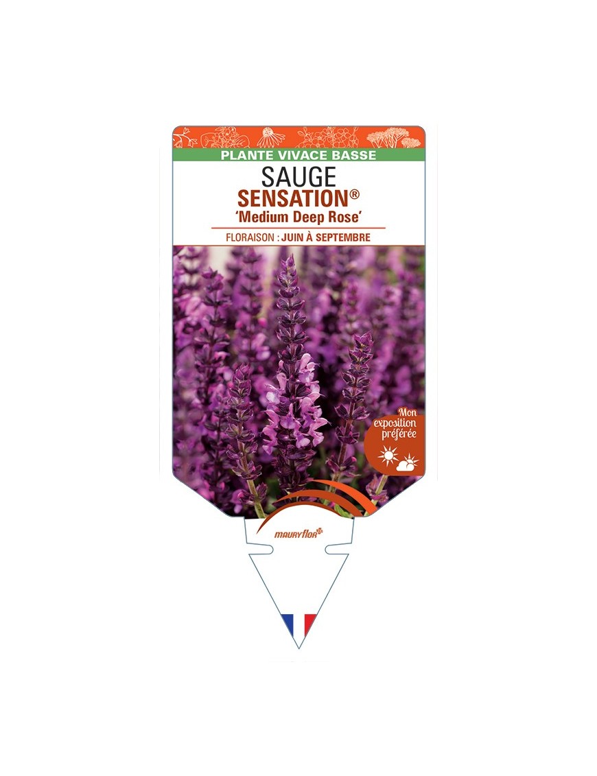 SALVIA nemorosa SENSATION® Medium Deep Rose voir Sauge