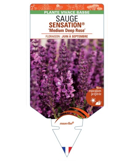 SALVIA nemorosa SENSATION® Medium Deep Rose voir Sauge