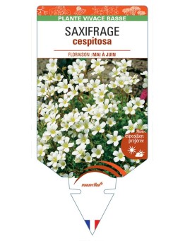 SAXIFRAGA cespitosa (blanc) *