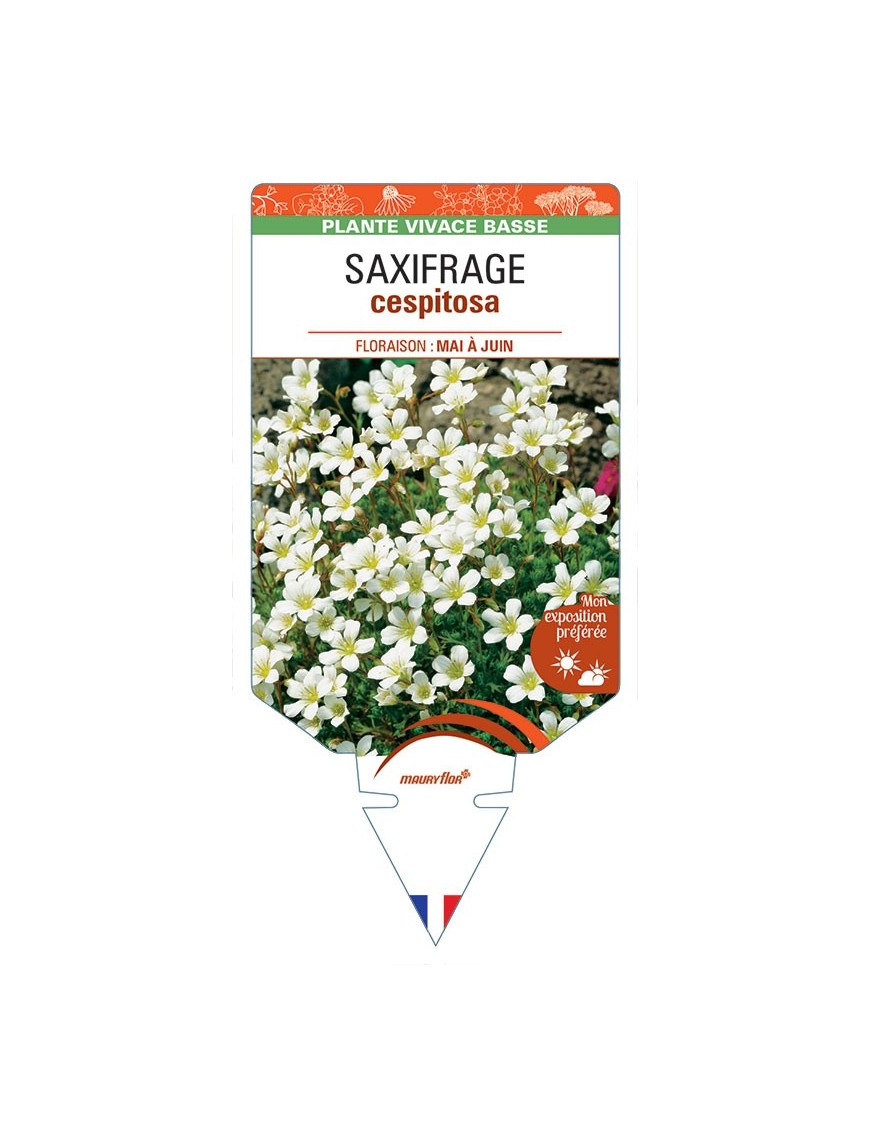 SAXIFRAGA cespitosa (blanc) *