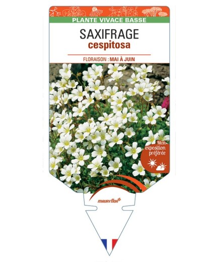 SAXIFRAGA cespitosa (blanc) *