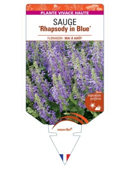 SALVIA Rhapsody in Blue voir Sauge