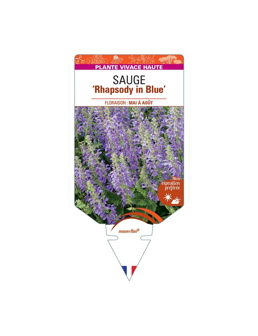 SALVIA Rhapsody in Blue voir Sauge