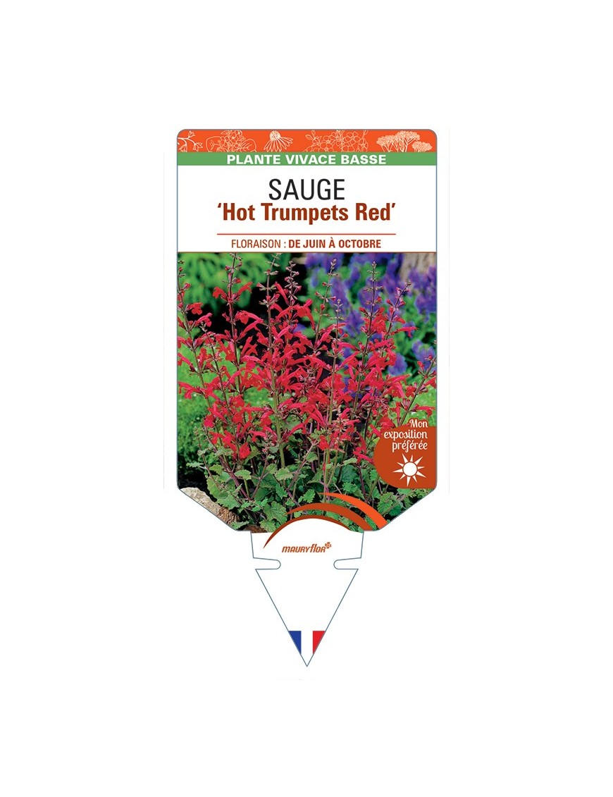 SALVIA roemeriana Hot Trumpets Red voir Sauge