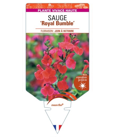 SALVIA Royal Bumble voir Sauge