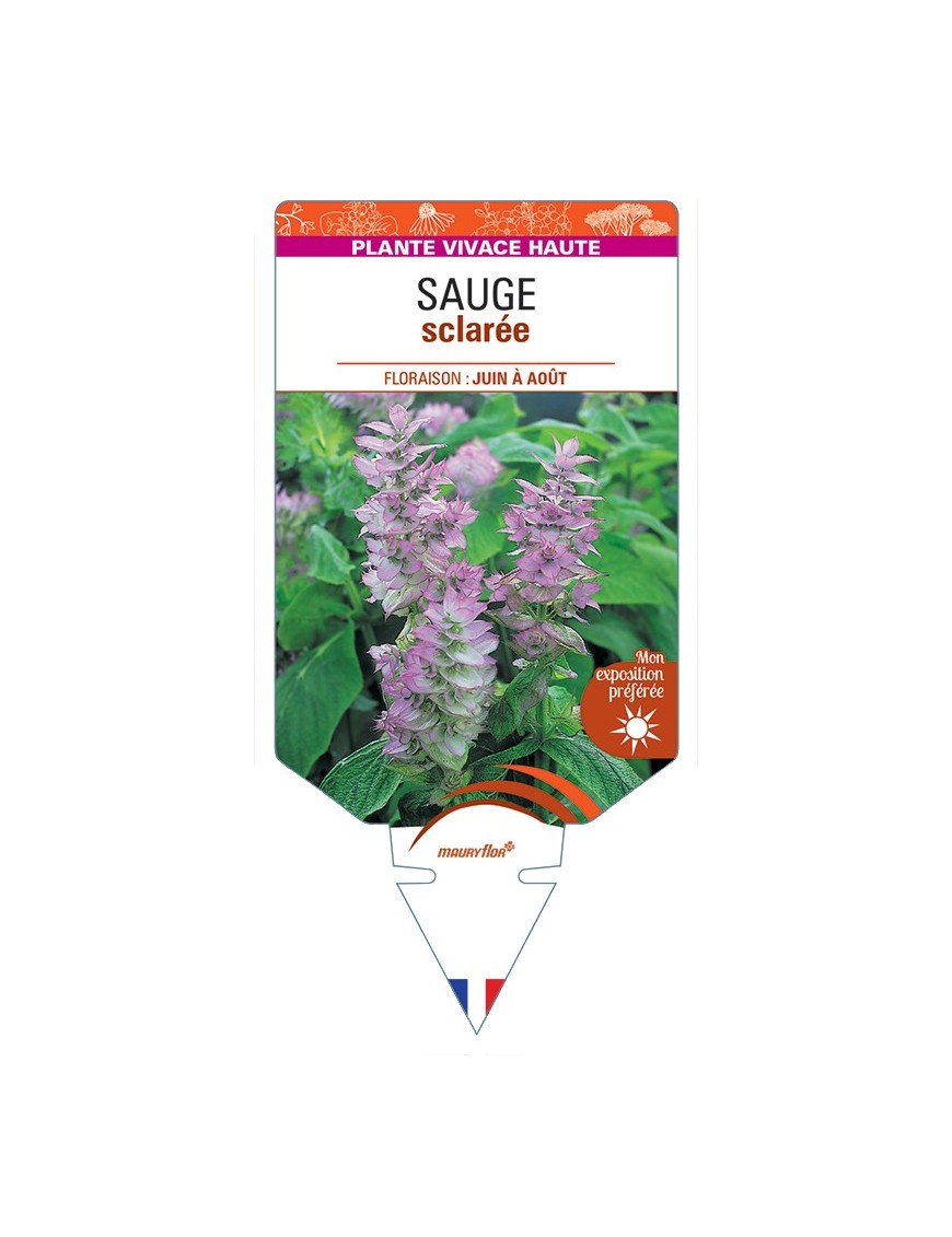 SALVIA sclarea voir Sauge sclarée (rose)