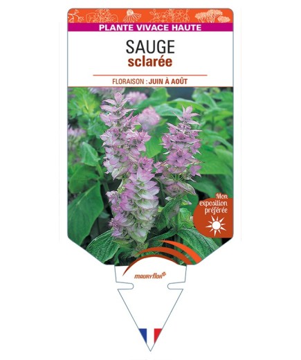 SALVIA sclarea voir Sauge sclarée (rose)