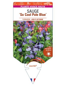 SALVIA So Cool Pale Blue voir Sauge