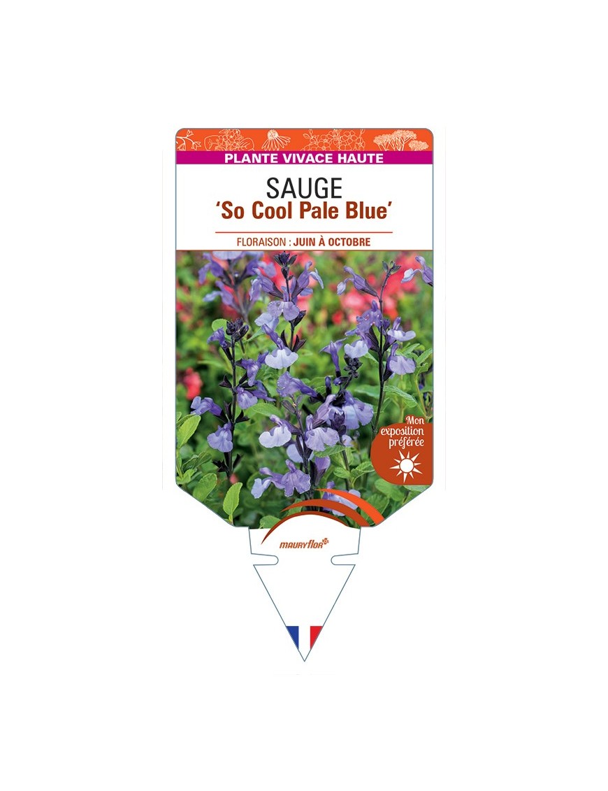 SALVIA So Cool Pale Blue voir Sauge