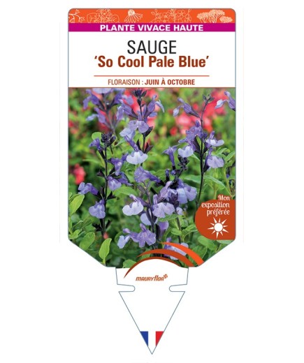 SALVIA So Cool Pale Blue voir Sauge