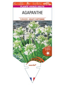 AGAPANTHUS africanus 'Albus' voir AGAPANTHE (blanche)