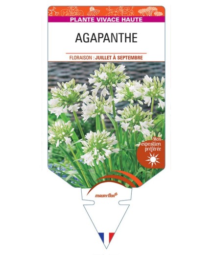 AGAPANTHUS africanus 'Albus' voir AGAPANTHE (blanche)