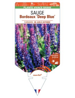 SALVIA superba Bordeaux Deep Blue voir Sauge