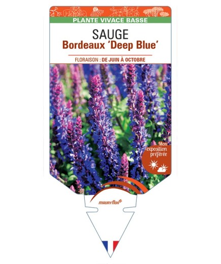 SALVIA superba Bordeaux Deep Blue voir Sauge