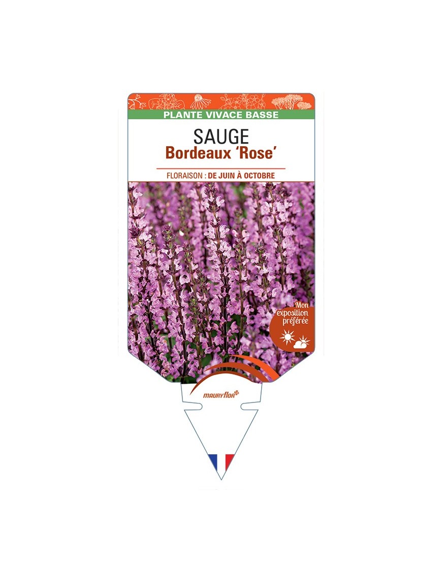 SALVIA superba Bordeaux Rose voir Sauge