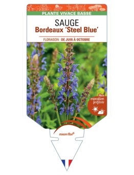 SALVIA superba Bordeaux Steel Blue voir Sauge
