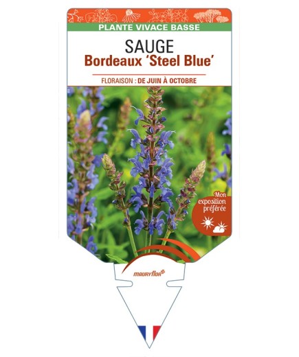 SALVIA superba Bordeaux Steel Blue voir Sauge
