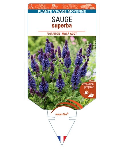 SALVIA SUPERBA voir Sauge (bleu)