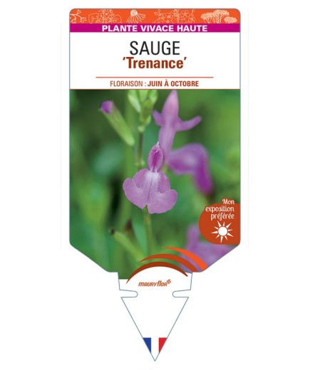 SALVIA Trenance voir Sauge