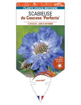 SCABIOSA caucasica 'Perfecta' voir SCABIEUSE du Caucase *
