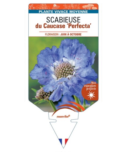 SCABIOSA caucasica 'Perfecta' voir SCABIEUSE du Caucase *