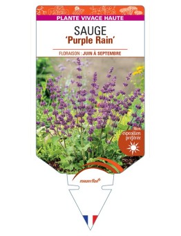 SALVIA verticillata Purple Rain voir Sauge