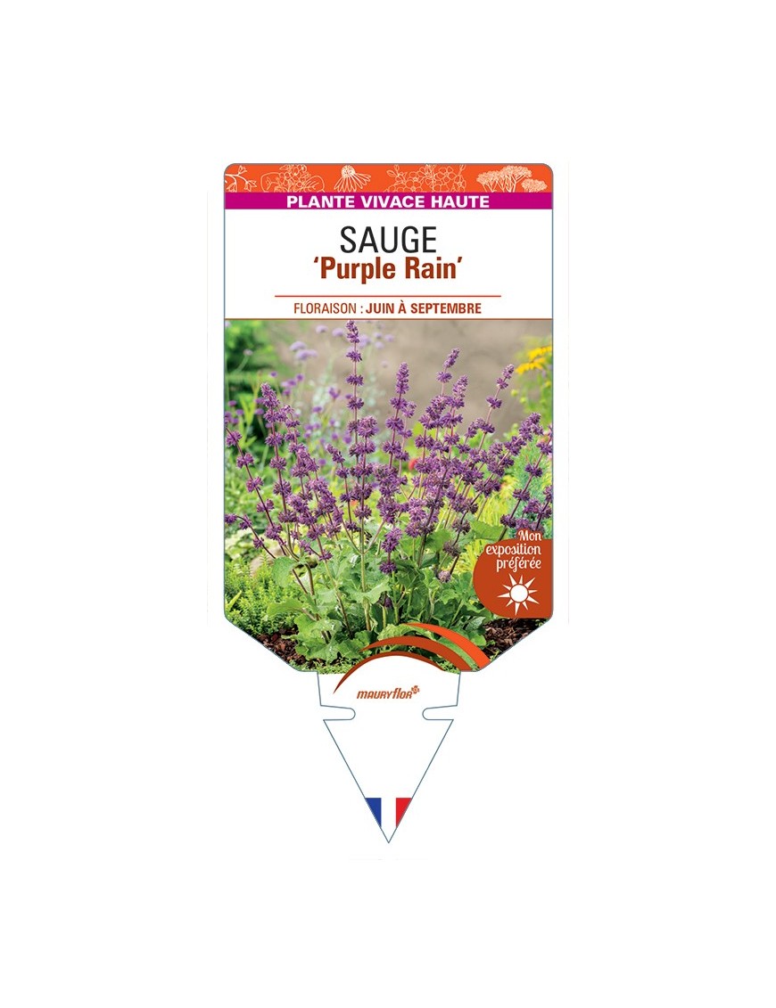 SALVIA verticillata Purple Rain voir Sauge
