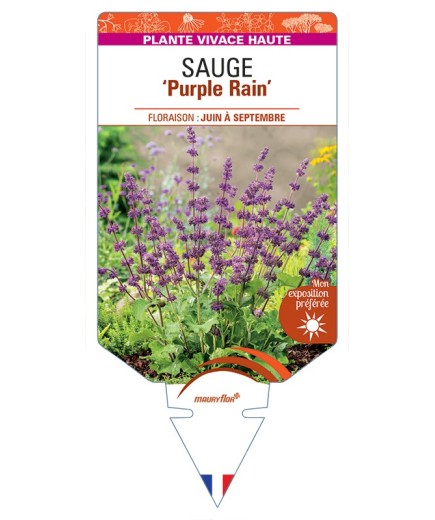 SALVIA verticillata Purple Rain voir Sauge