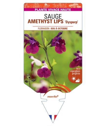 SALVIA x jamensis AMETHYST LIPS Dyspurp voir Sauge