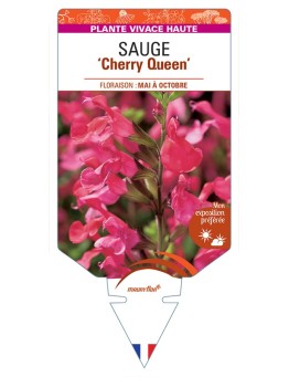 SALVIA x jamensis Cherry Queen voir Sauge