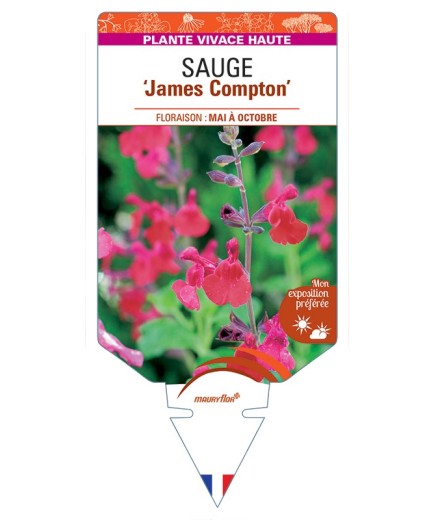 SALVIA x jamensis James Compton voir Sauge