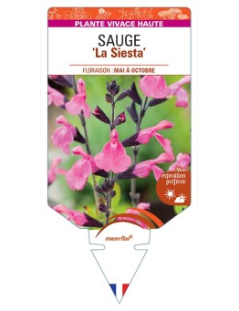 SALVIA x jamensis La Siesta voir Sauge