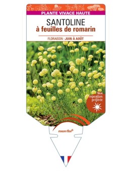 SANTOLINA rosmarinifolia voir Santoline à feuilles de romarin