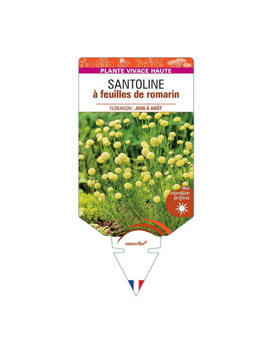SANTOLINA rosmarinifolia voir Santoline à feuilles de romarin
