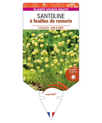 SANTOLINA rosmarinifolia voir Santoline à feuilles de romarin
