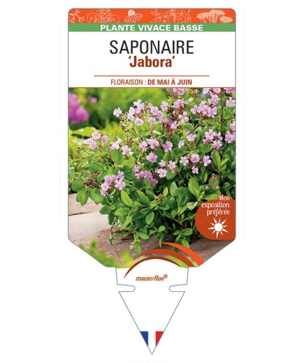 SAPONARIA (ocymoides) Jabora