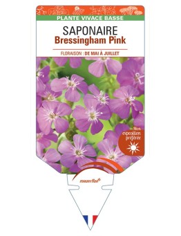 SAPONARIA ocymoides Bressingham Pink voir Saponaire