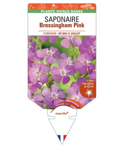 SAPONARIA ocymoides Bressingham Pink voir Saponaire