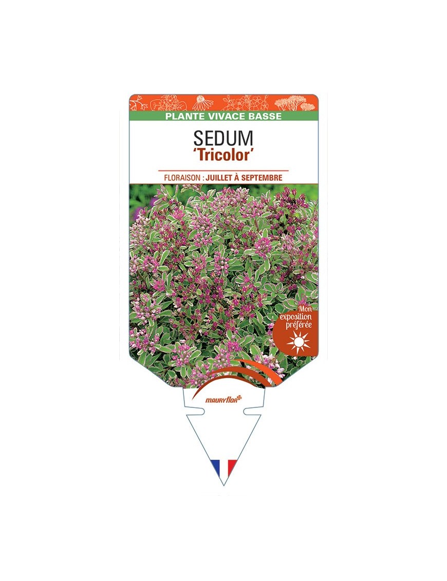 SEDUM (spurium rose) 'Tricolor' *