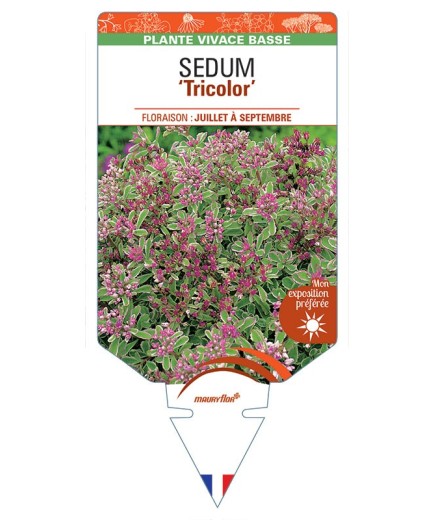 SEDUM (spurium rose) 'Tricolor' *